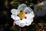 Rose rose 01 - s